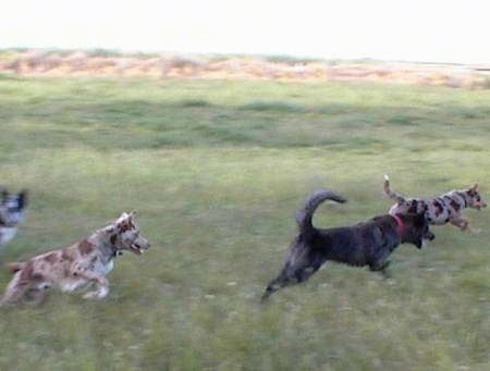 Action shot - Four Australian Koolie dogs are running across a field