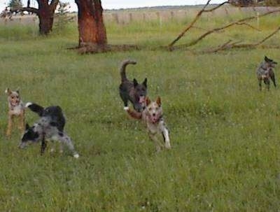 Five Australian Koolies are running around an open field with a big tree behind them