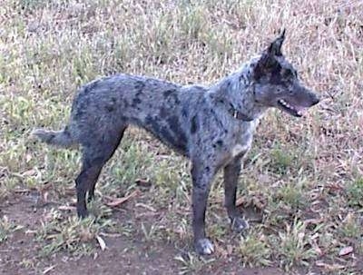 Side view - A panting gray merle colored Australian Koolie is standing in grass facing the right.