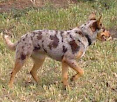 Side view - A brown, black, grey and white merle-colored Australian Koolie is walking to the right across grass. Its mouth is open