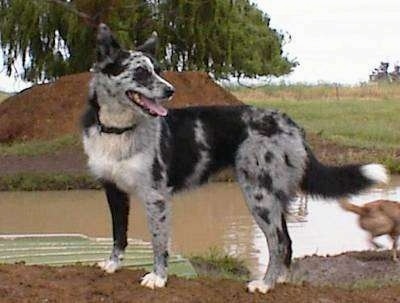 A black and grey with white Koolie is standing in dirt next to a body of water with a dirt mound in the distance. Its mouth is open and tongue is out. There is another dog behind it.