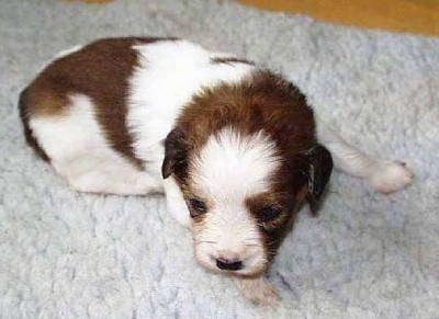 A small white with brown Kooikerhondje puppy is laying down on a white rug