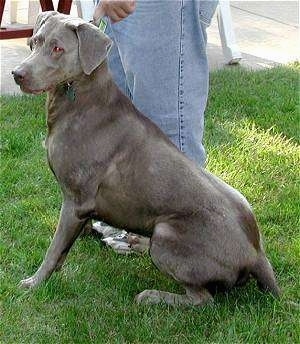 silver coat labrador