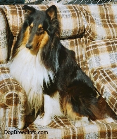 A tricolor Collie is sitting on a couch that is outside in front of a chain link fence.