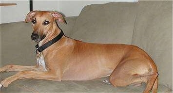 pitbull lurcher