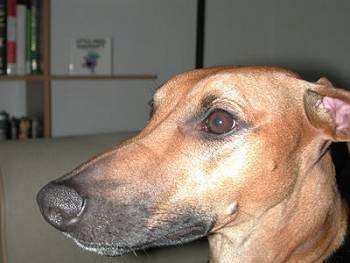 Close up head shot - The face of a tan with white Lurcher in a living room.