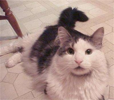 Catsy the Norwegian Forest cat is laying on a tiled floor in front of a chair and looking up