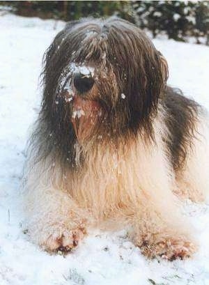 Front side view - A long haired shaggy looking black and white Polish Lowland Sheepdog is laying in snow on a hill and it is looking to the left. It has snow all over its face.