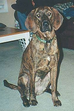 Front view - A brown brindle with white Plott Hound is sitting on a carpet and there is a coffee table behind it. The large dog is looking forward and its head is slightly tilted to the left.
