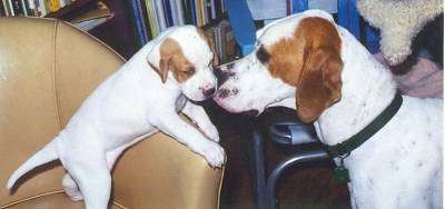 A white with tan Pointer puppy is standing against the edge of a chair and an adult red with white Pointer is standing in front of it.