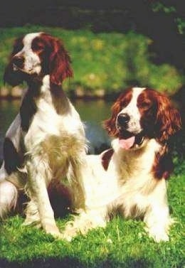 Two white with red Irish Setters are sitting and laying next to each other in grass in front of a body of water.