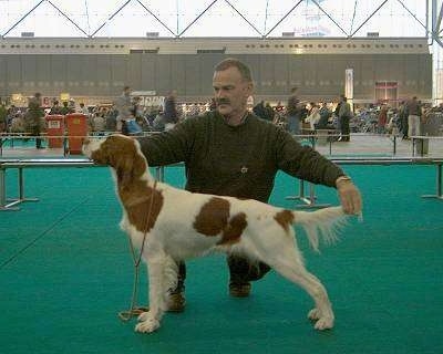 A white with red Irish Setter is being posed in a stack by a person out in the ring at a dog show.