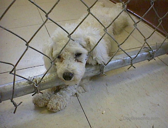 A little white poodle laying down on a white tile floor with her nose though a chain link fence