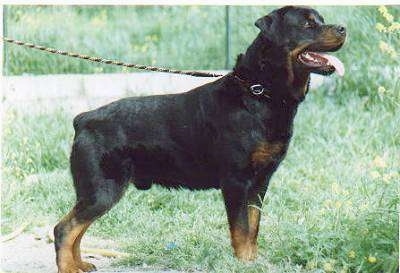 Right Profile - A black and tan Rottweiler is standing in grass, it is looking to the right and it is panting. The dog's tail is cut very short so you can hardly see it.