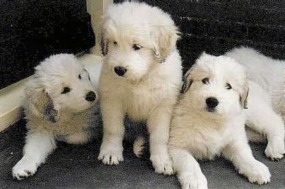 Three fluffy little South Russian Ovtcharka puppies are sitting and standing on a front porch.