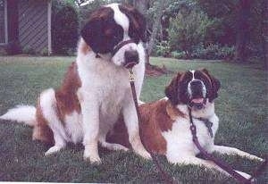 Two huge brown with white and black Saint Bernards are laying and sitting in a yard. They have gental leaders wrapped around their snouts.