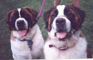 Close up front view head and upper body shots - Two brown with white and black Saint Bernards are sitting in grass, they are looking up and they both are panting.