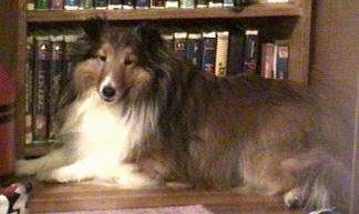 A brown with white Shetland Sheepdog is laying across a hardwood floor in front of a bookcase and it is looking forward.