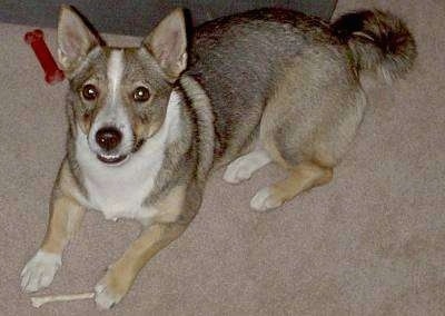 Vallhund Dog and Pictures
