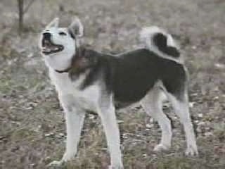 The left side of a black with white Siberian Laika dog that is standing across agrassy surface. It is looking up, to the left and its mouth is open. The dog's tail is curled up over its back.