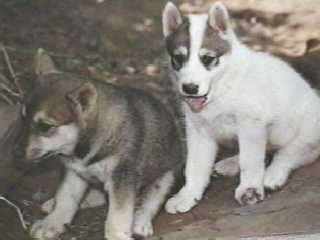 Two small Siberian Laika puppies are sitting on a dirt hill. The right most Siberian Laika has its mouth open and tongue out.