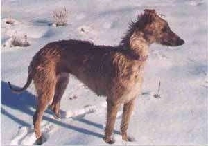 Staghound Breed Information and