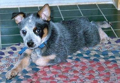The front left side of an Australian Cattle Puppy that is laying on a rug. It is wearing a blue collar and it is looking forward.