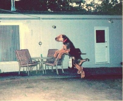 Ransom the Airedale Terrier is jumping into the air with all four paws off of the ground in front of a house that has porch furniture and a grill out back