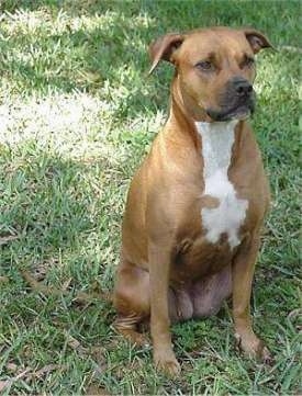 The front right side of a brown with white Staffordshire Terrier is sitting in a yard and it is looking to the right.