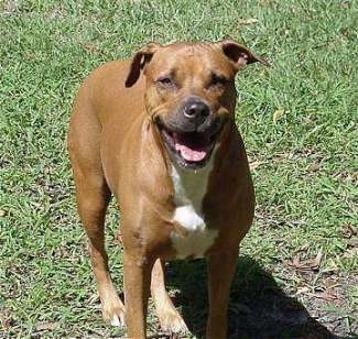 A brown with white Staffordshire Terrier is standing on a lawn with its mouth open and it is looking forward.
