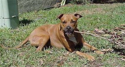 The right side of a brown with white Staffordshire Terrier that is laying in a lawn with a palm tree branch in its mouth and it is looking forward.