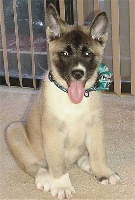 A tan with black Akita Inu Puppy is sitting in front of a window with a green ribbon on its collar. It is looking forward, its mouth is open and tongue is sticking out.