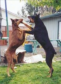 A black with tan and a brown with tan Doberman are in their hind legs jumping at each other outside in grass.