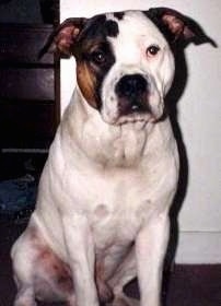 A white with brown and black American Bulldog is sitting on a carpet and it is looking forward.
