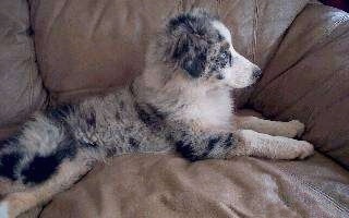 The right side of a blue merled Australian Shepherd that is laying across a couch and it is looking out of a window.