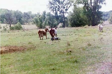 Two Australian Cattle Dogs are standing near cattle