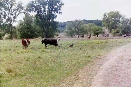 The right side of an Australian Cattle Dog that is in a field herding Cattle