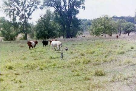 Two working Australian Cattle Dogs are herding the cattle