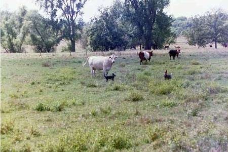 The back right side of Two Australian Cattle Dogs that are standing in a field full of cattle