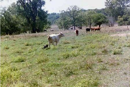 The back right side of an Australian Cattle Dog herding a cow.