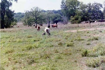 The back right side of Two Australian Cattle Dogs that running behind cattle.