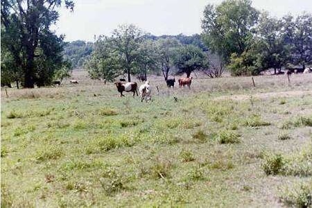 The back of Two Australian Cattle Dogs that herding four cows towards each other.