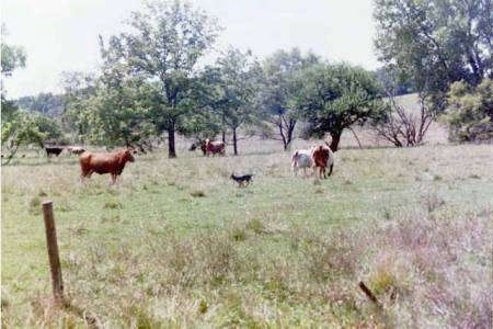 The left side of an Australian Cattle Dog that is standing in the middle of a herd of cattle in a field.