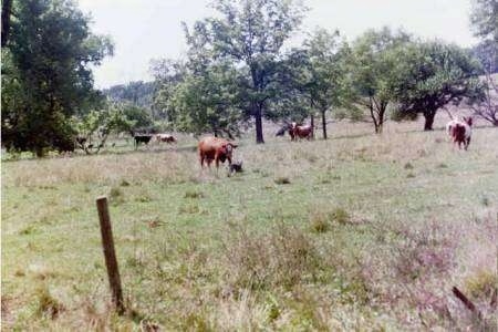 The back right side of an Australian Cattle Dog that is running around a cow in a field.