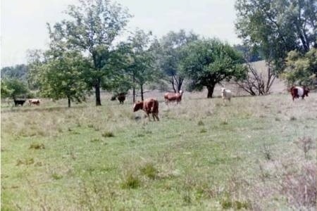 The right side of an Australian Cattle dog that is standing in a field next to a cow.