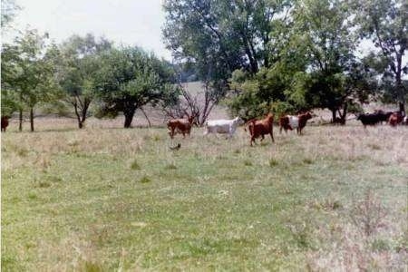 The back right side of an Australian Cattle Dog that is herding cattle towards the trees to the right of them.