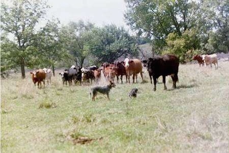 The right side of Two Australian Cattle Dogs that are looking over a herd of Cattle in a field.