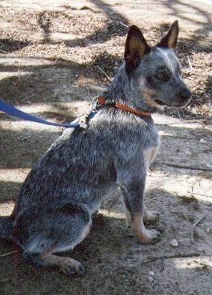 The right side of an Australian Cattle puppy that is sitting on the ground with a blue leash onand it is looking to the right.