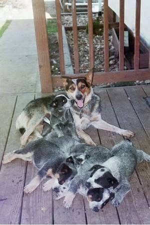 An Australian Cattle Dog is laying across a porch and there are four Australian Cattle puppies sleeping on the porch. There is a fifth puppy that is sitting and sniffing the face of that Australian Cattle Dog.