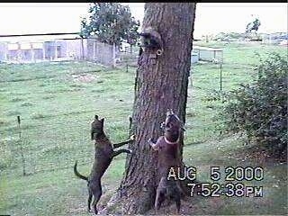 Two Blue Lacy dogs jumping up at a tree barking at an animal in it which is on the side of the tree